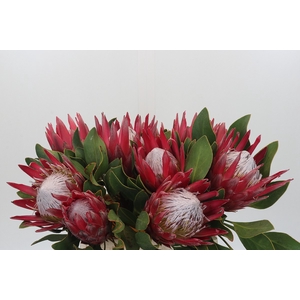 Protea Cynaroides Madiba