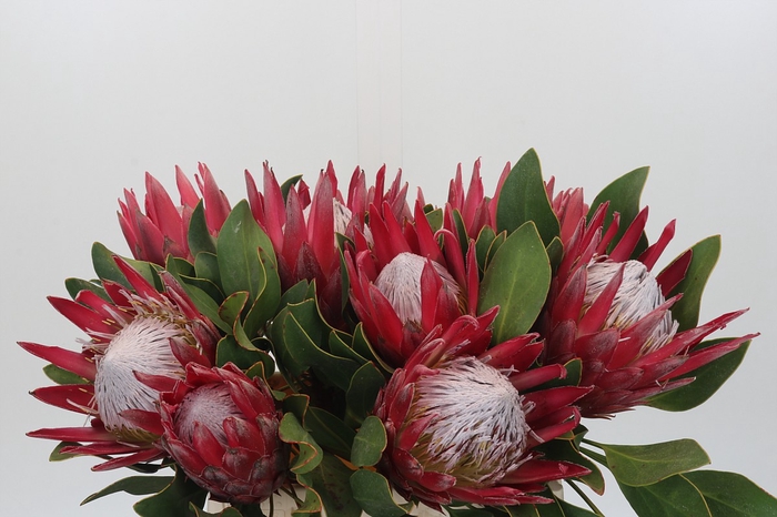 <h4>Protea Cynaroides Madiba</h4>