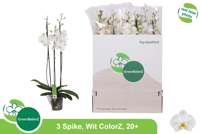 <h4>PHAL OV WIT</h4>