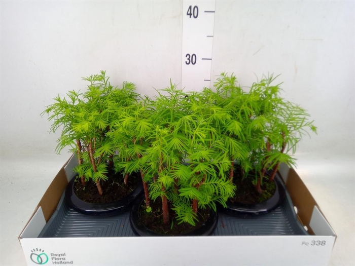 <h4>Bonsai   ...</h4>