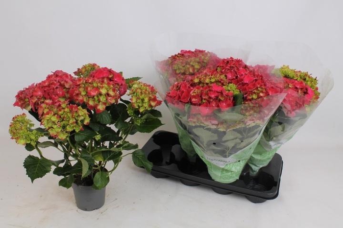 <h4>HYDR M HI FIRE</h4>