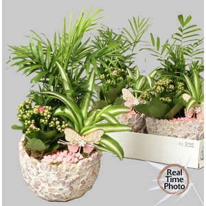 ARR KAMERPLANTEN H%
