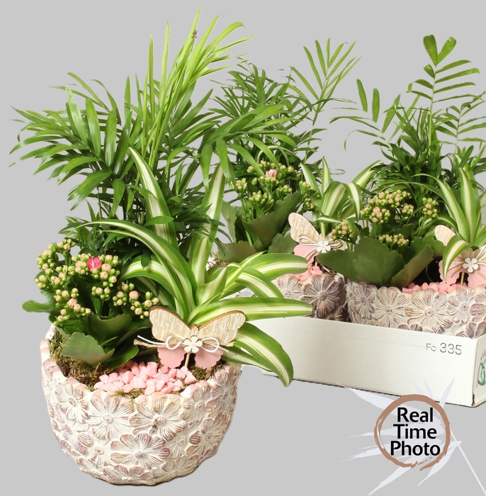 <h4>ARR KAMERPLANTEN H%</h4>