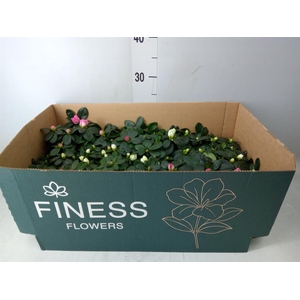 Rhododendron sim. 'Hellmut V' .mix