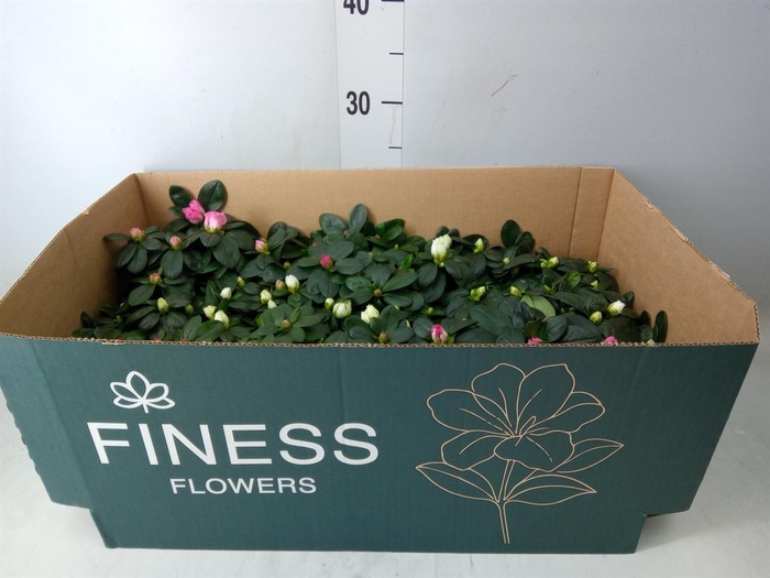 <h4>Rhododendron sim. 'Hellmut V' .mix</h4>