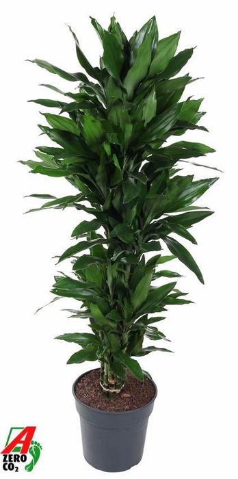 <h4>Dracaena Janet Lind vertakt P31</h4>