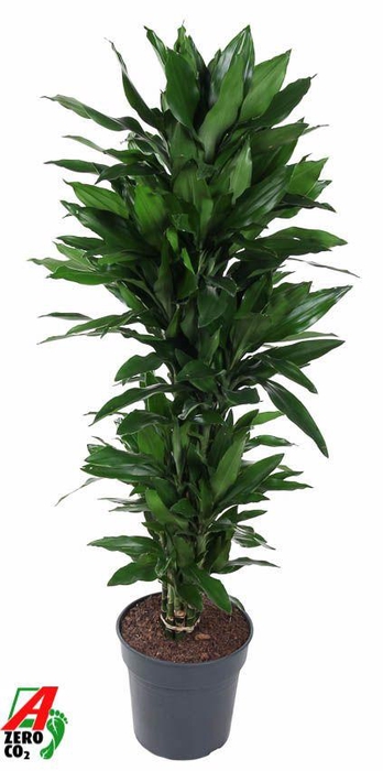 <h4>Dracaena Janet Lind vertakt P31</h4>