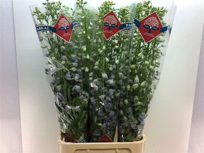 <h4>DELPH DU GUARD LAVEN</h4>