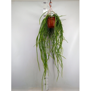 Rhipsalis   ...