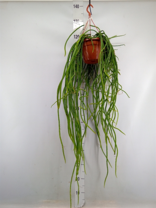 <h4>Rhipsalis   ...</h4>