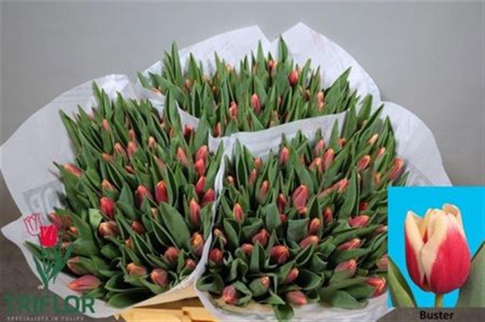 <h4>Tu En Rood Wit</h4>