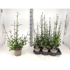 VERBE BONARIENSIS