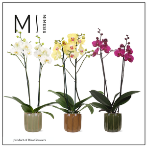 Phalaenopsis Nature Mix 2 spike - 12cm in Peru | Mimesis