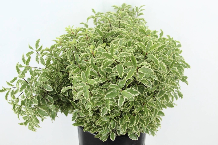 <h4>PITTO NIGRA 150GR</h4>