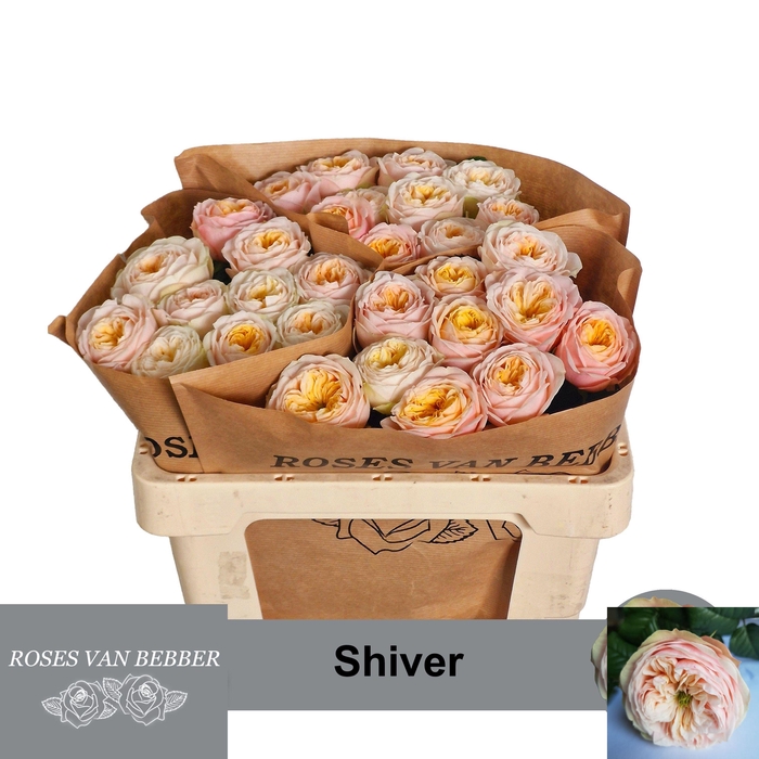 <h4>R GR SHIVER!</h4>