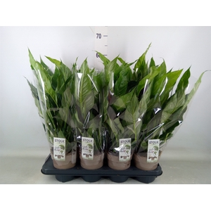 Spathiphyllum  'Diamond'