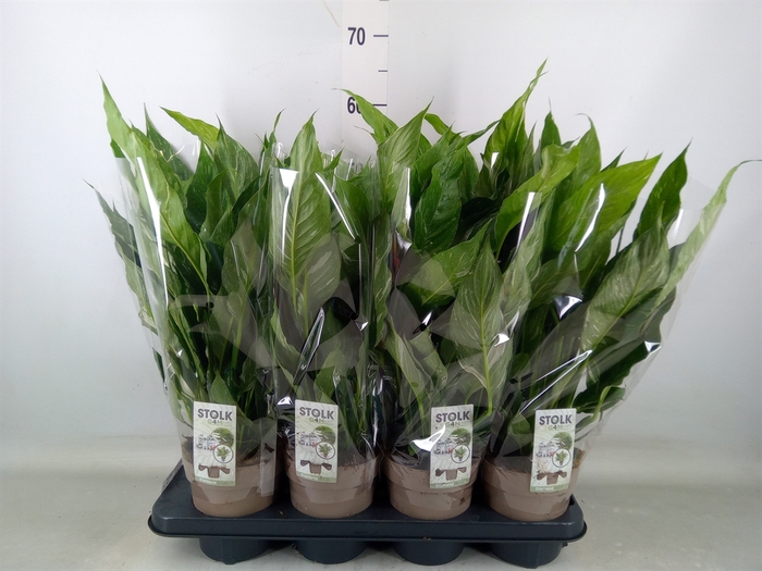 <h4>Spathiphyllum  'Diamond'</h4>