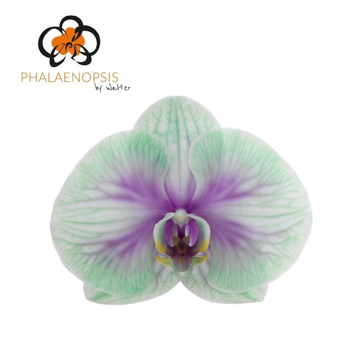 <h4>Phalaenopsis Coloured Ibiza 10-14</h4>