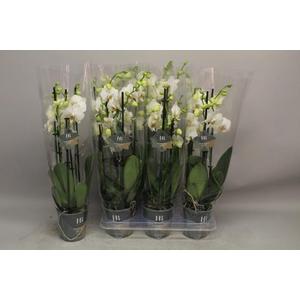 PHAL EVIA
