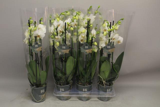 PHAL EVIA