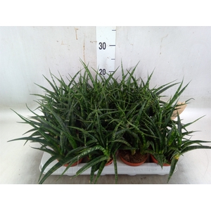 Sansevieria  'Fernwood'