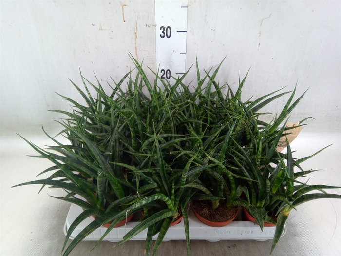 <h4>Sansevieria  'Fernwood'</h4>