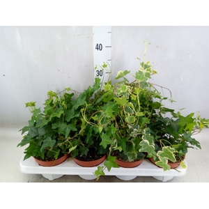 Hedera   ...mix