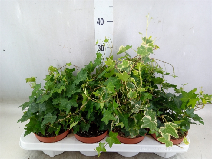 <h4>Hedera   ...mix</h4>