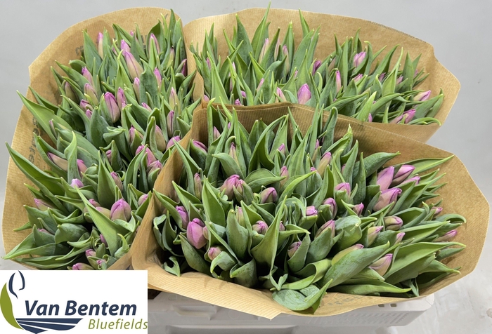 <h4>TU EN CANDY PRINCE</h4>