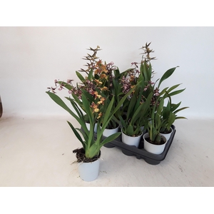 BRASSIA SUMMER DREAM