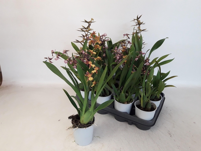 <h4>BRASSIA SUMMER DREAM</h4>