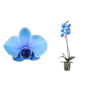 Phal I Am Blue 1T6+ Basic