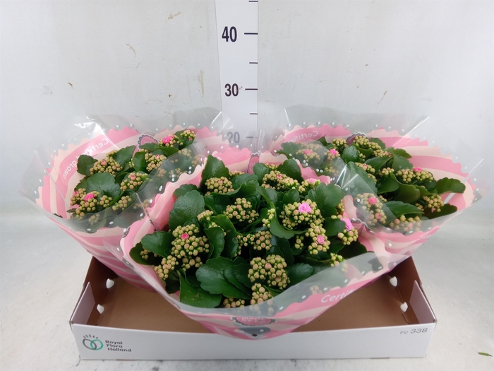 <h4>Kalanchoe blos. 'RosDon Nando'</h4>