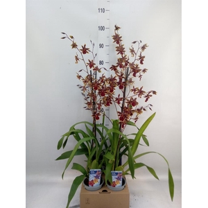 Orchideeen   ...