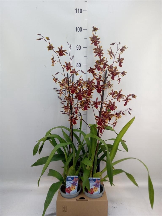 <h4>Orchideeen   ...</h4>