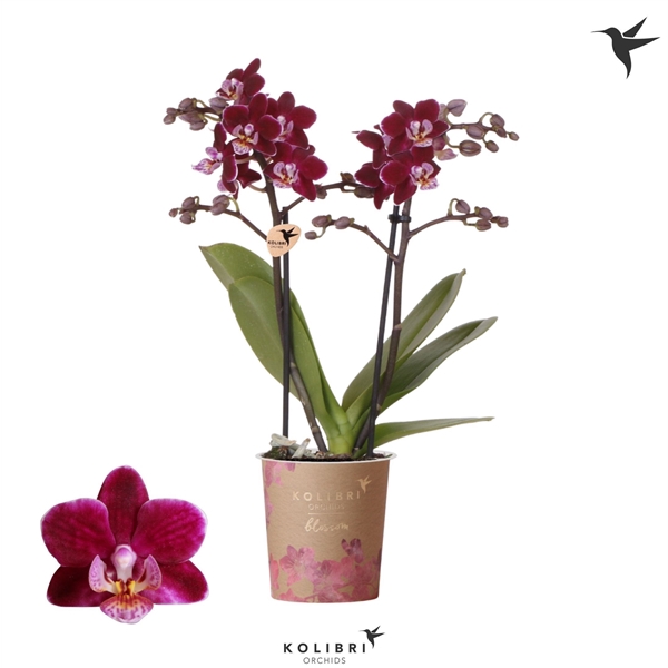 <h4>Phalaenopsis Multifloratypes Floriclone Anagram</h4>