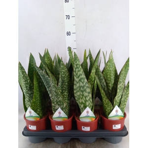 Sansevieria   ...