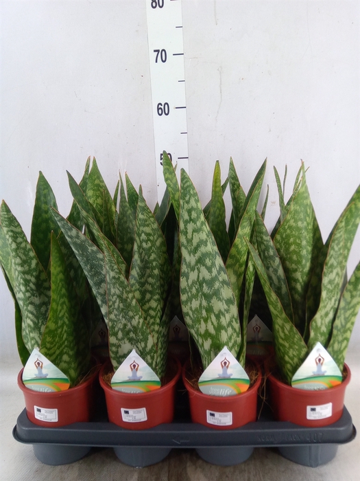 <h4>Sansevieria   ...</h4>