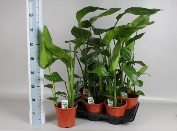 <h4>STRELITZIA NICOLAI</h4>