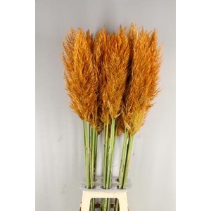 Cortaderia Selloana Orange