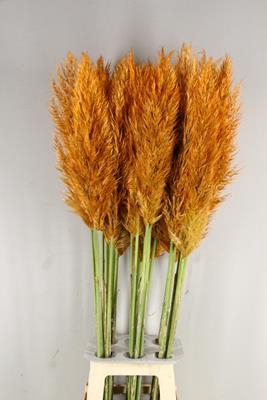 <h4>Cortaderia Selloana Orange</h4>