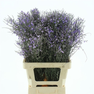 Ginster Milka P Bunch 200gram