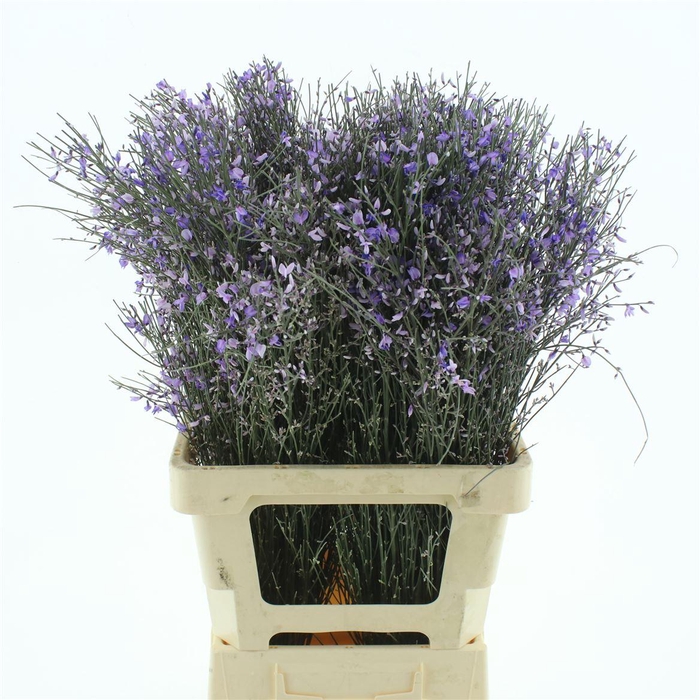 <h4>Ginster Milka P Bunch 200gram</h4>