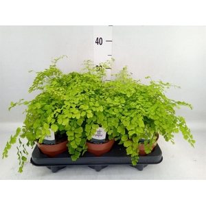 Adiantum raddi. 'Fragrans'