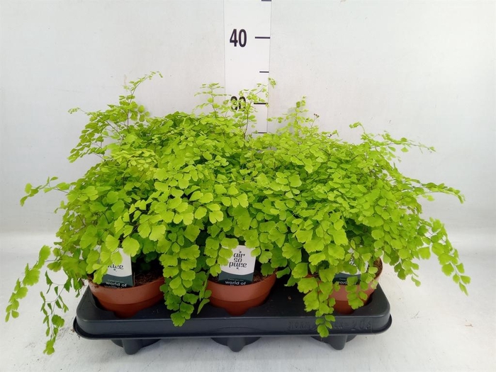 <h4>Adiantum raddi. 'Fragrans'</h4>
