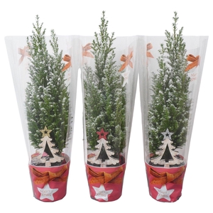 PTK25104 Ellwoodii met sneeuw, kersthoes en decoratie