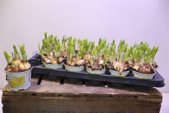 <h4>arr8 Narc O Tete A Tete</h4>