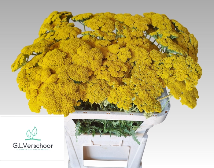 <h4>ACHIL F PARK VARIETY</h4>