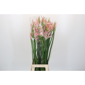 Nerine Babydoll