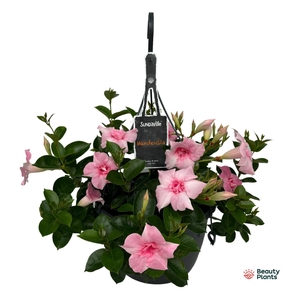 Mandevilla Sundaville Double Blush Pink hangpot (Dipladenia)